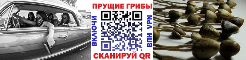 Псилоцибиновые грибы GOLDEN TEACHER  Артёмовский 